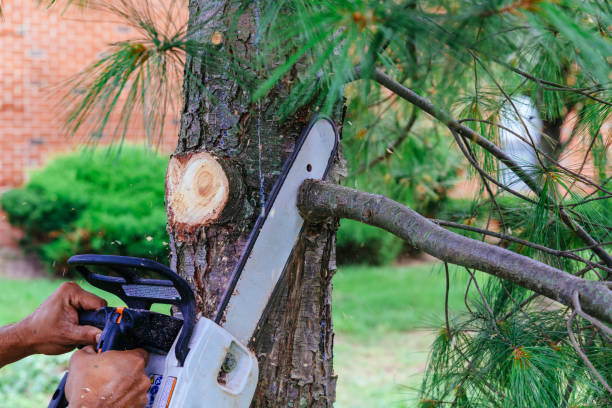 Best Emergency Tree Service  in Haymarket, VA